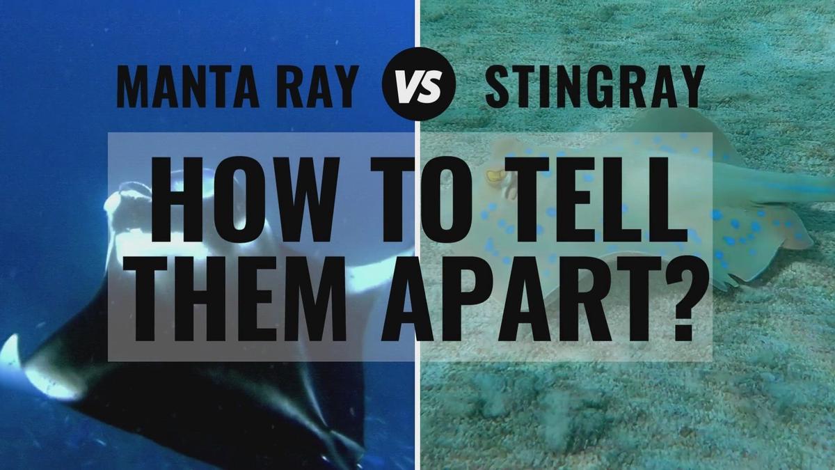 Manta Ray and Stingray Differences: How To Tell Them Apart