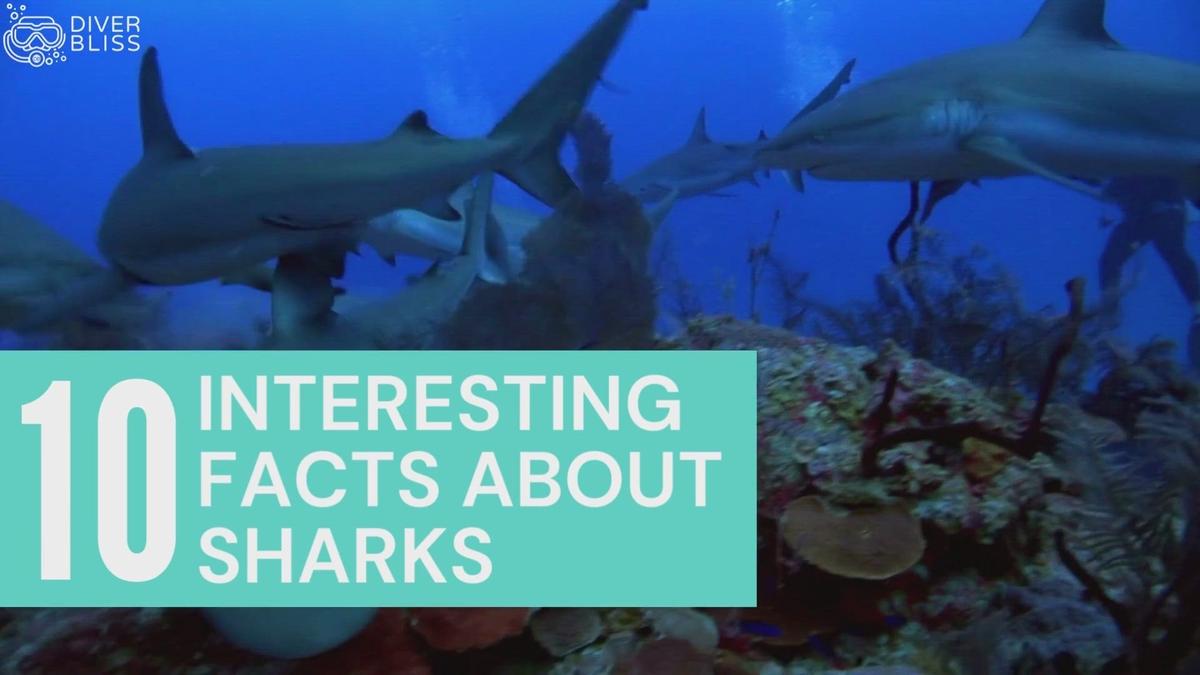 'Video thumbnail for 10 Interesting Facts about Sharks'