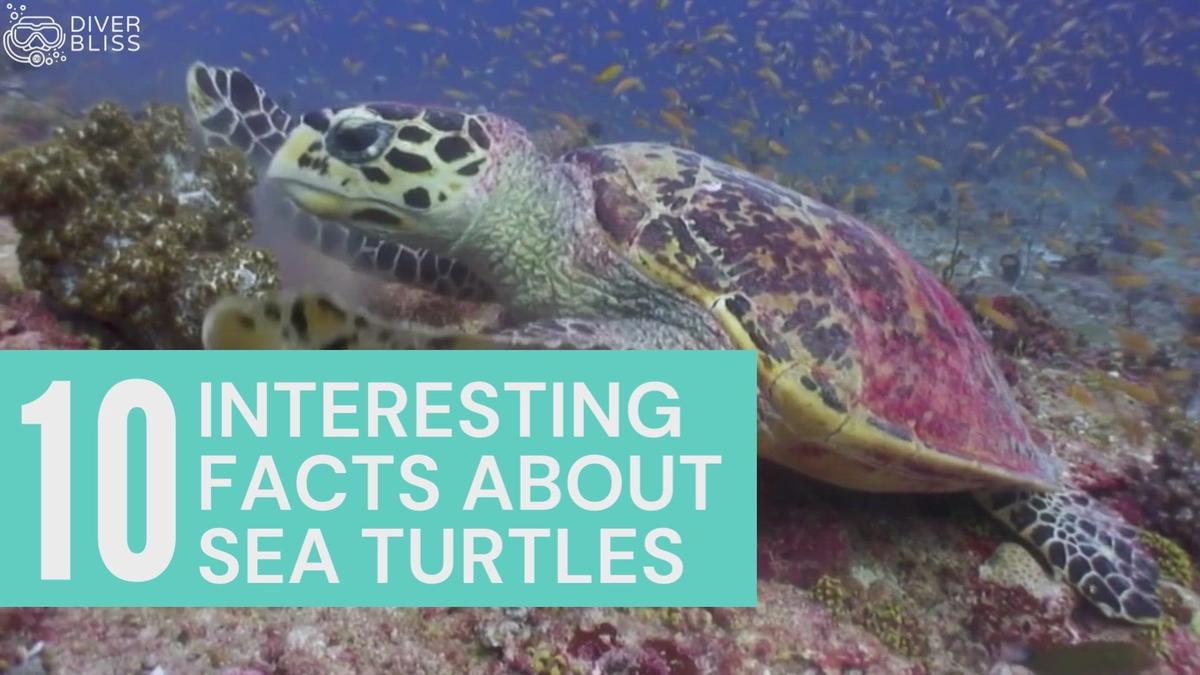 'Video thumbnail for 10 Interesting Facts about Sea Turtles'