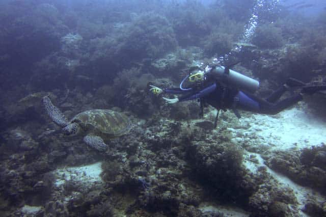 Scuba diving in Balicasag Island in Bohol, Philippines