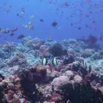 Bahura Dive Site in Anilao Batangas