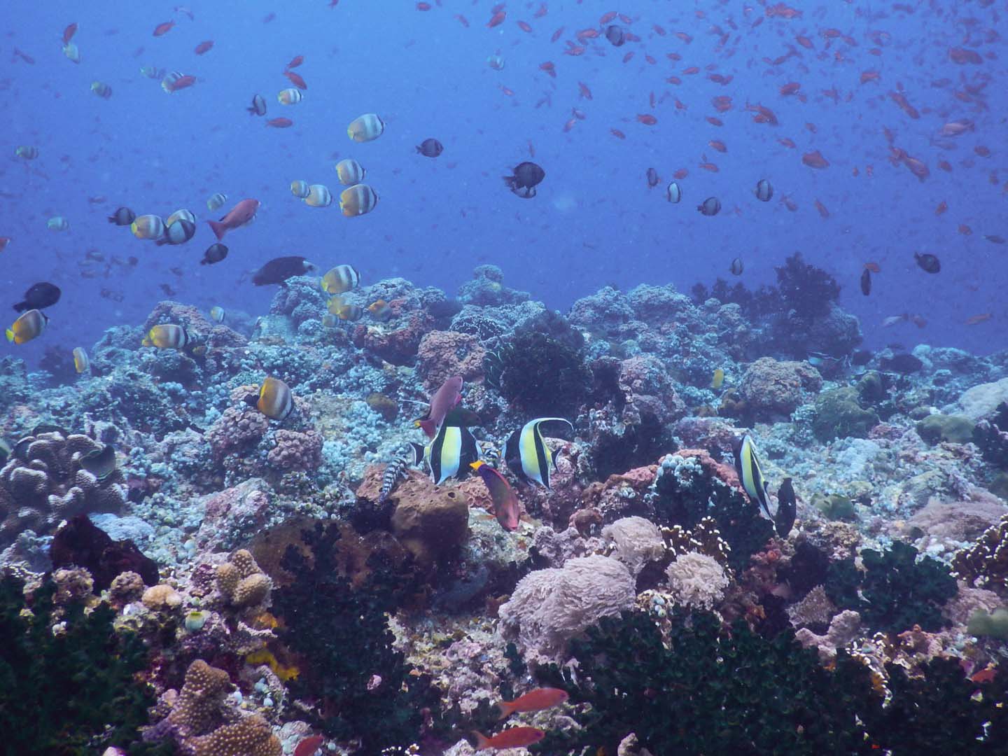 Bahura Dive Site in Anilao Batangas