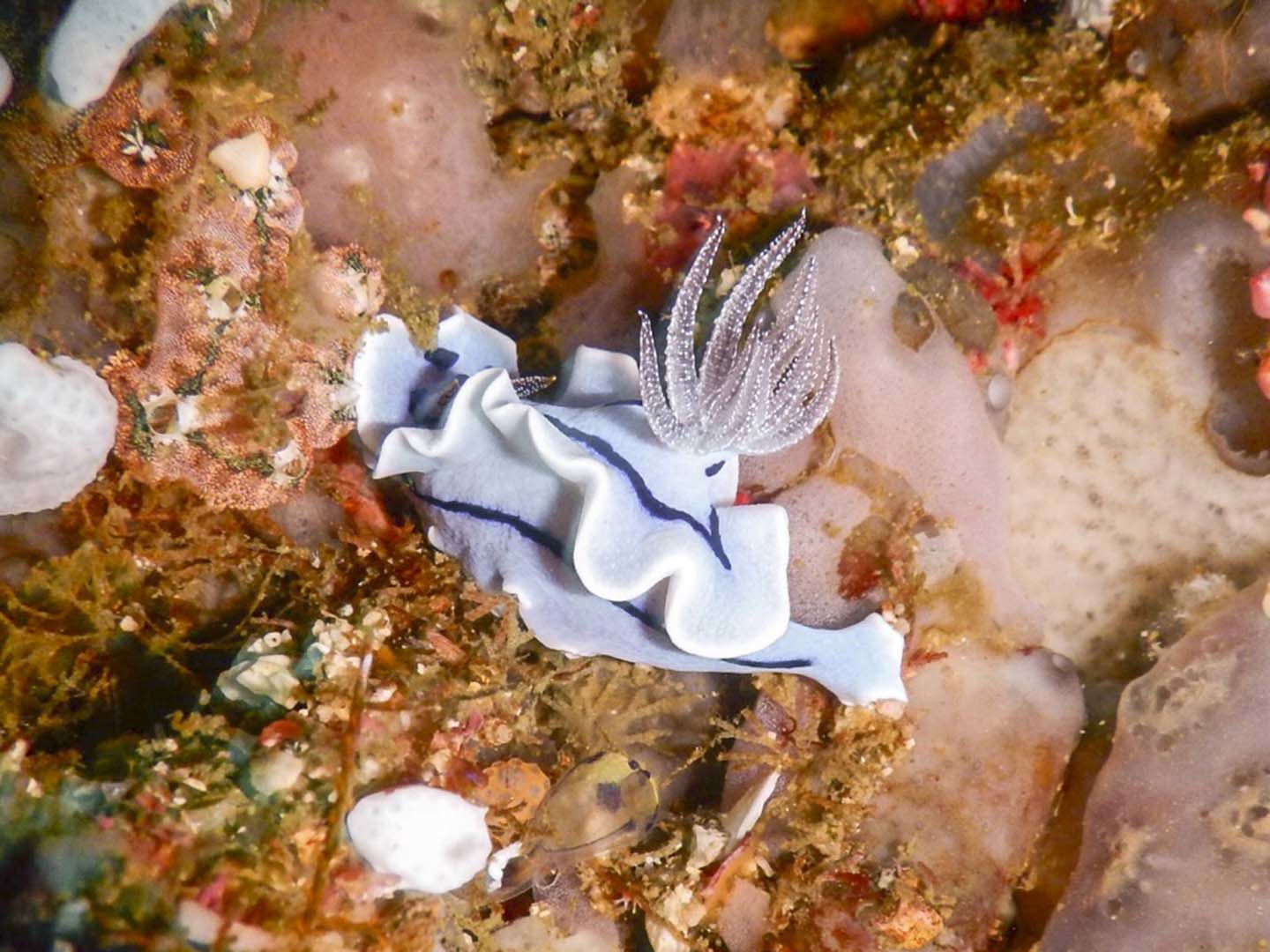 Anilao is Macro heaven!  Chromodoris willani nudibranch is commonly found here. 