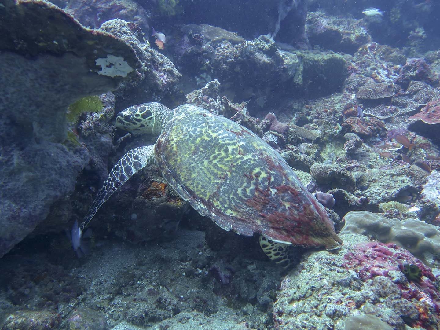 Sea turtle eating corals