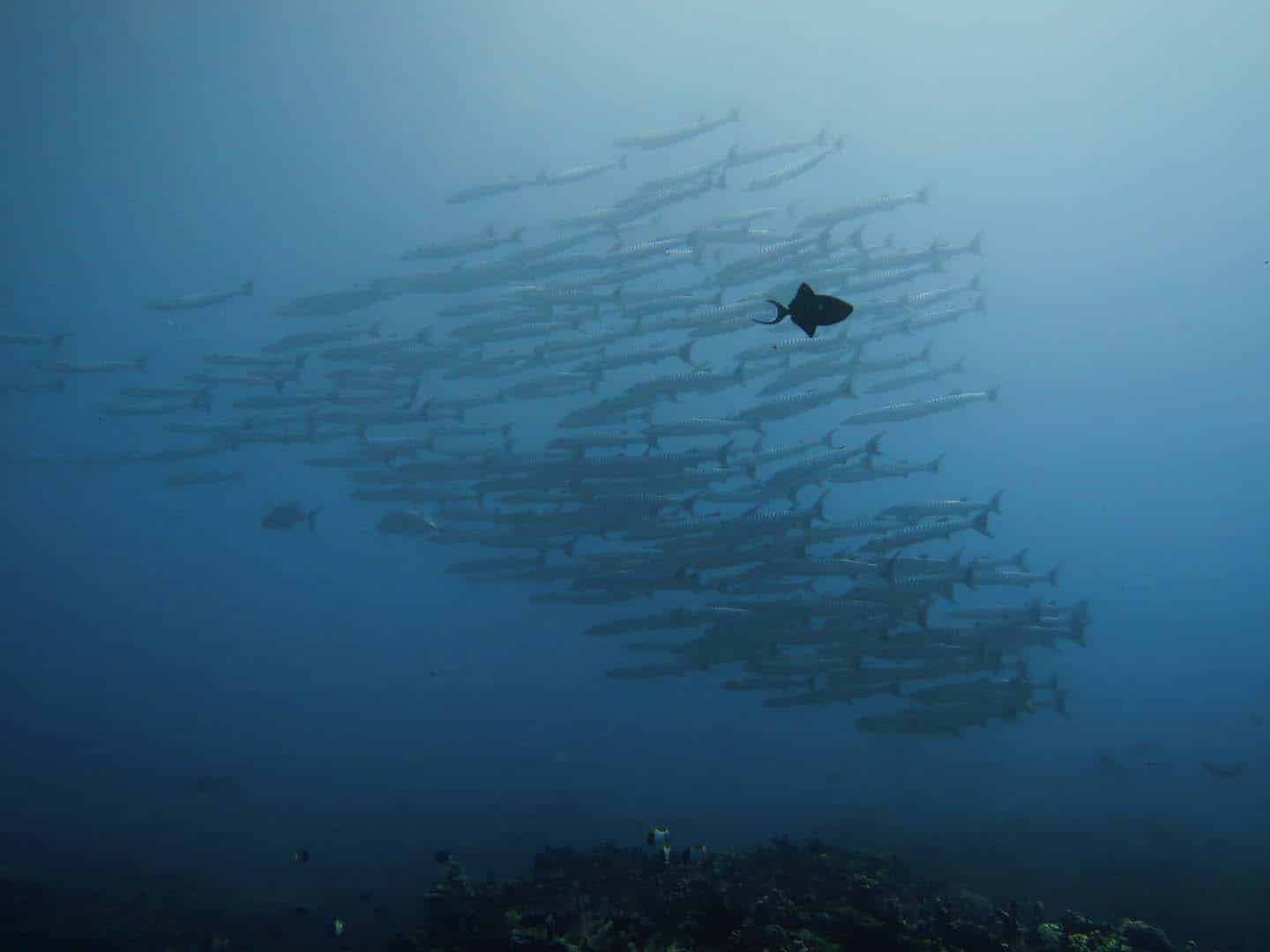 A lone trigger fish swims against the flow of a school of barracudas