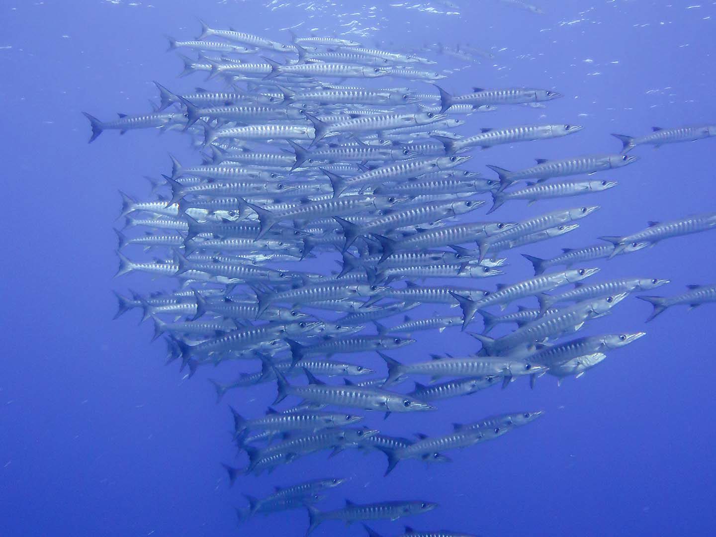 A school of barracuda while scuba diving in Apo Reef, Philippines
