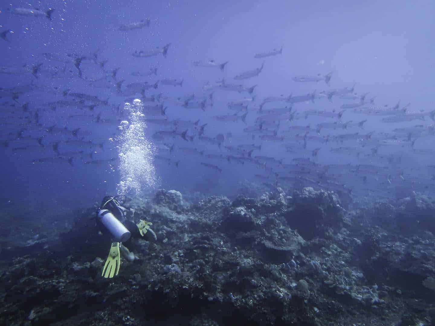 A scuba diver watching a school of barracudas in Apo Reef