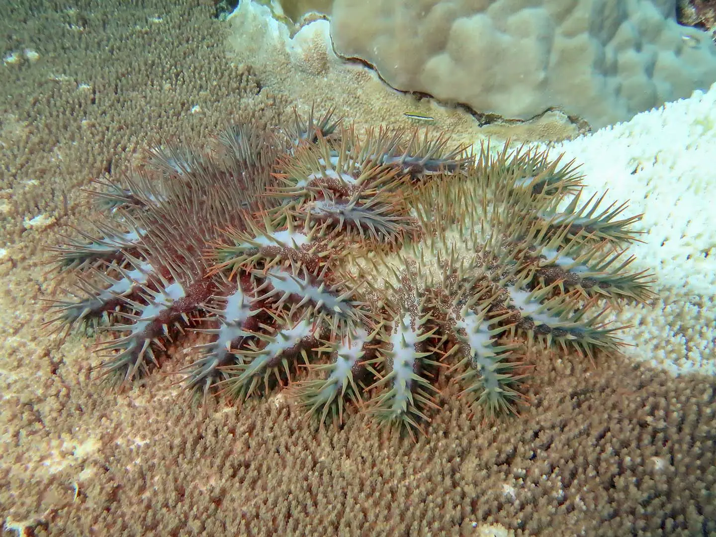 A pair of Crown of Thorns on a bleached coral in Apo Reef