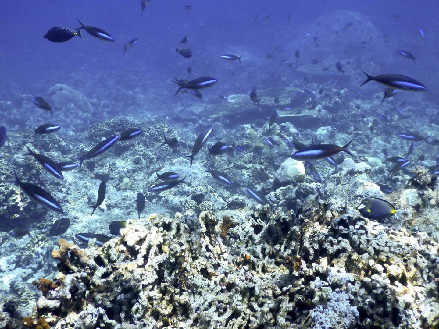 Black and blue fusiliers on the coral reef