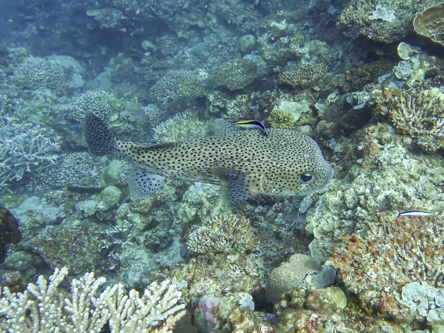 Porcupinefish with a cleaner wrasse swimming on top of corals in Apo Reef