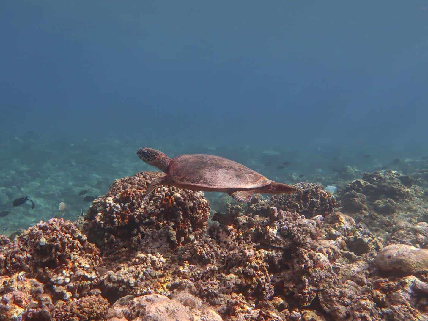 Turtle in Apo Reef