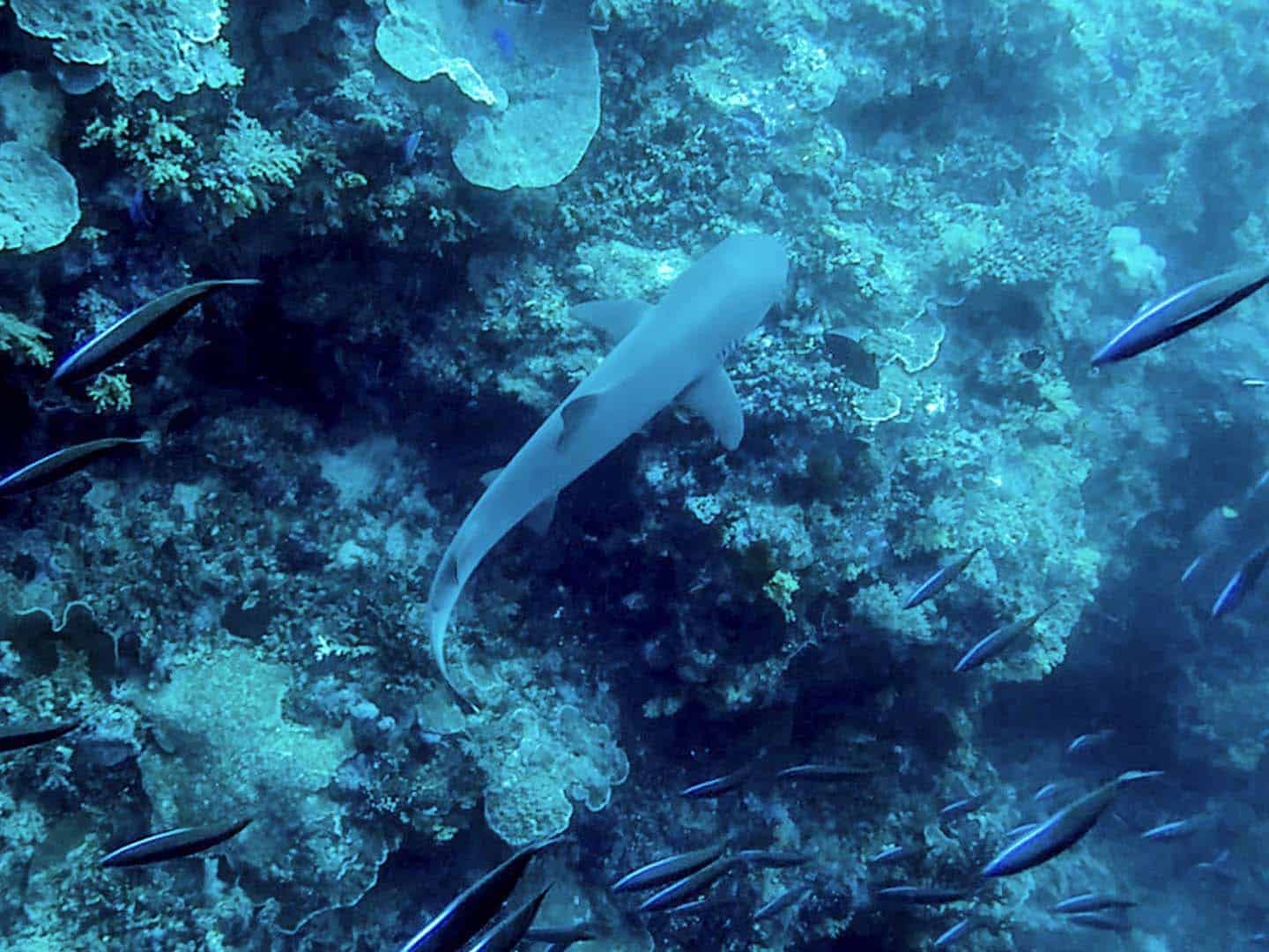 Whitetip shark in Apo Reef