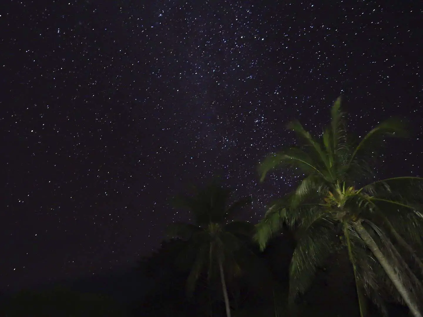Coconut trees on a starry night