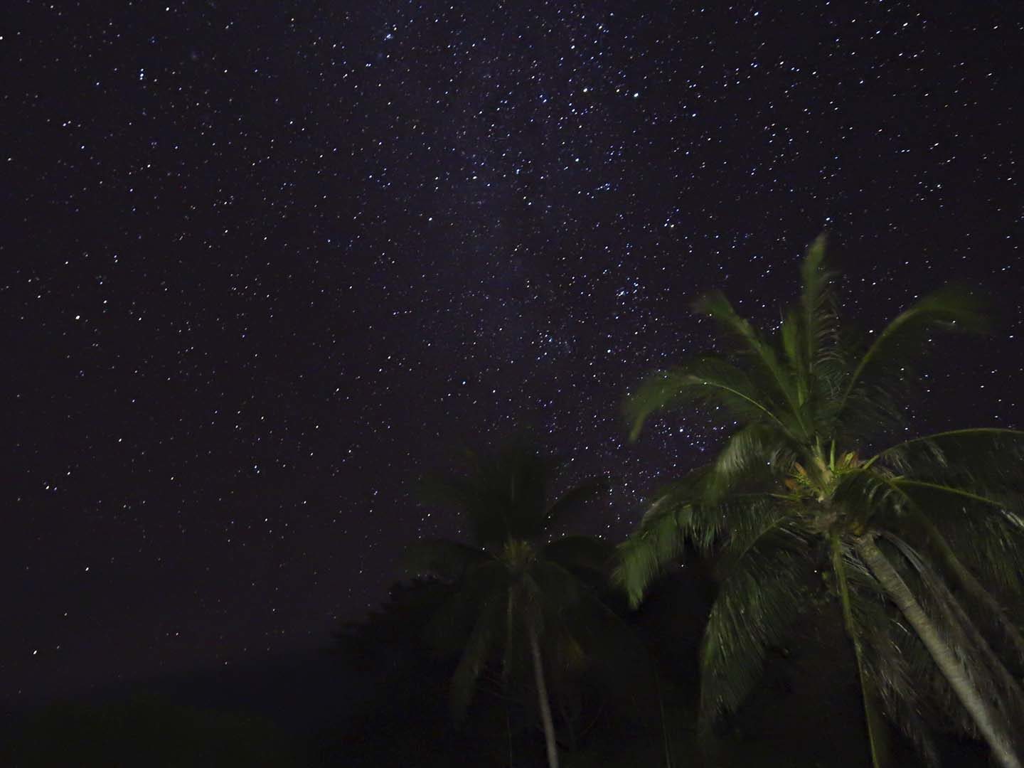 Coconut trees on a starry night