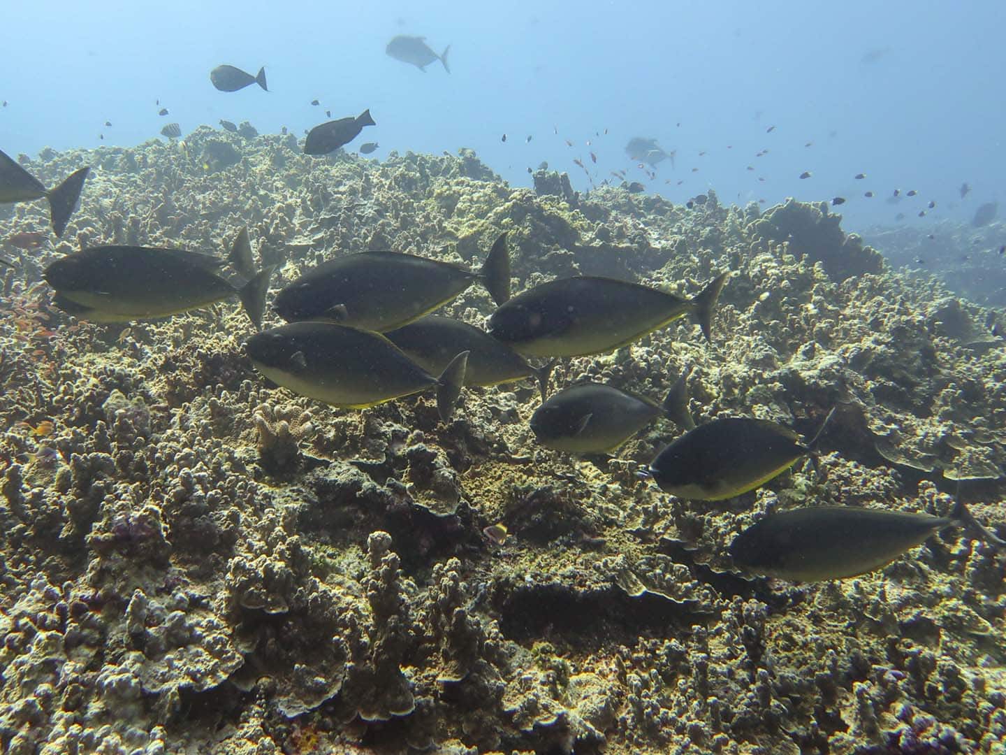 School of surgeonfishes in Apo Reef