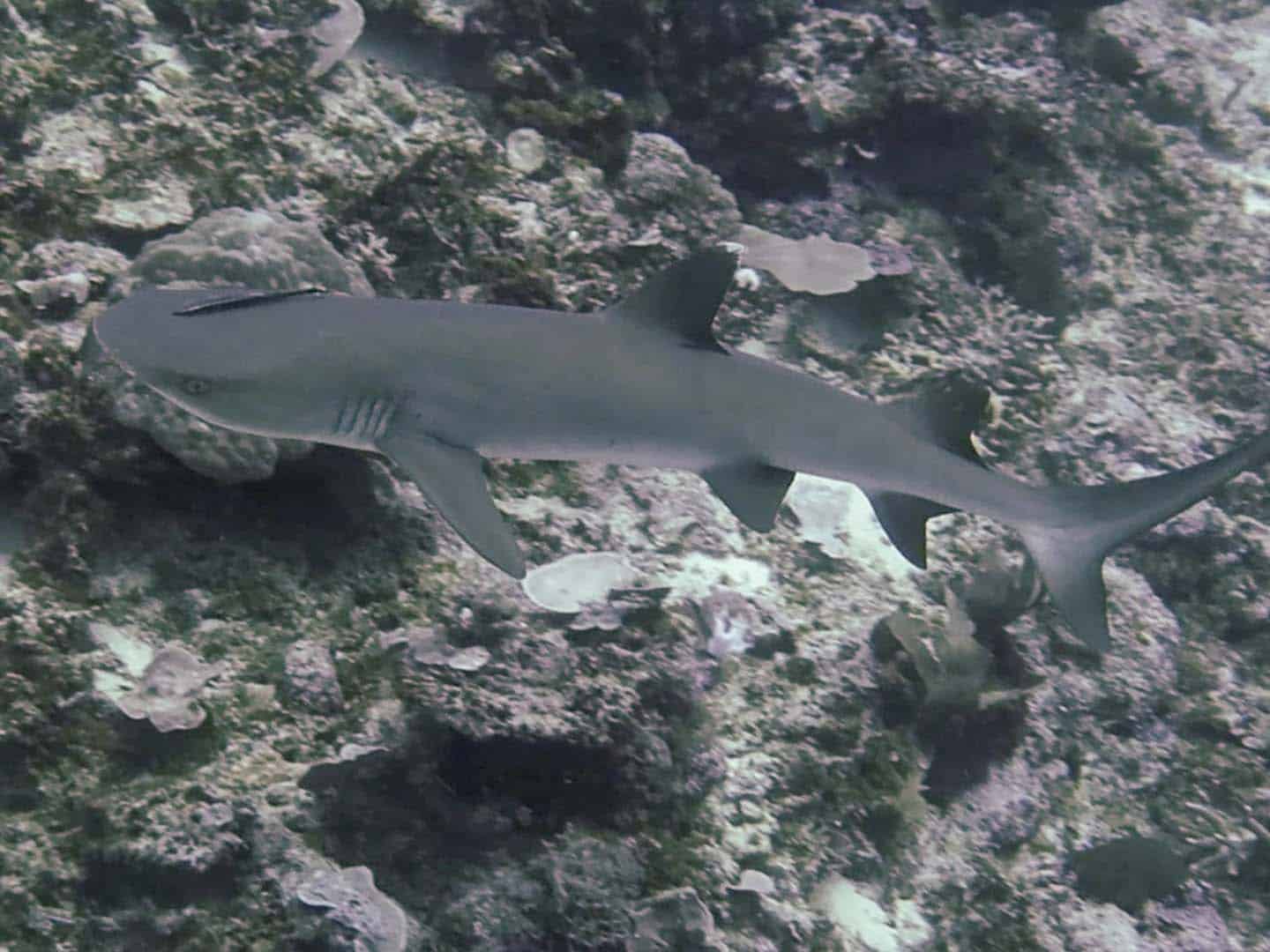 Whitetip Shark in Apo Reef