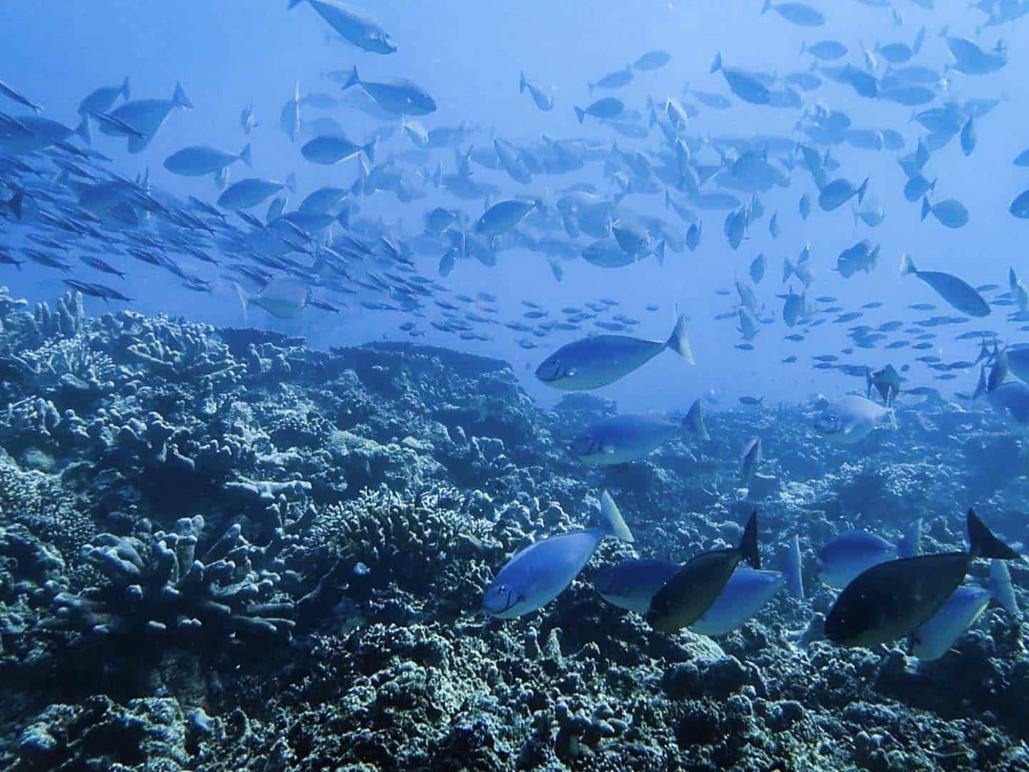 Schools of surgeonfishes and fusiliers in Ego dive site in Apo Reef