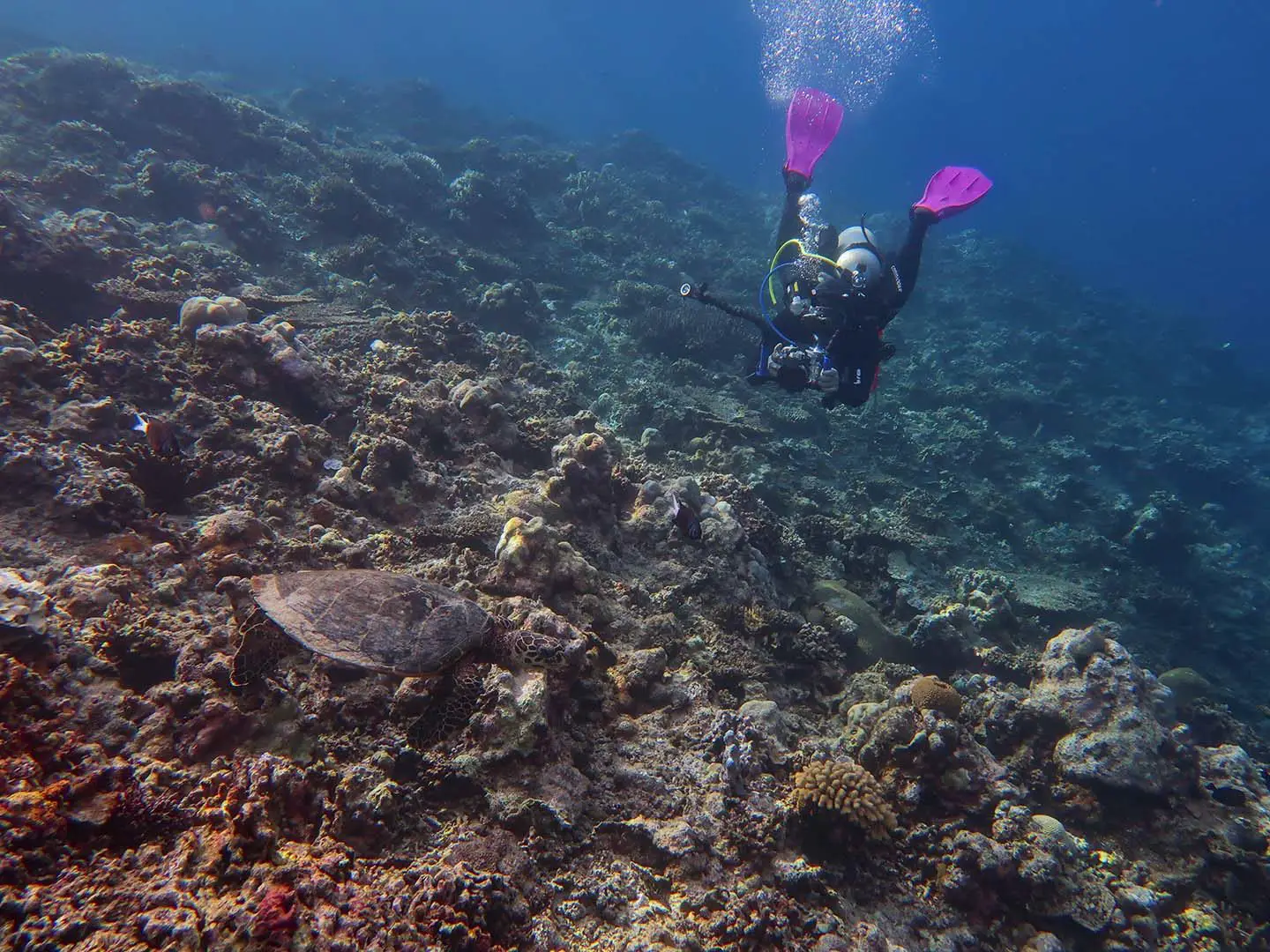 Scuba diver taking photos of turtles in Apo Reef