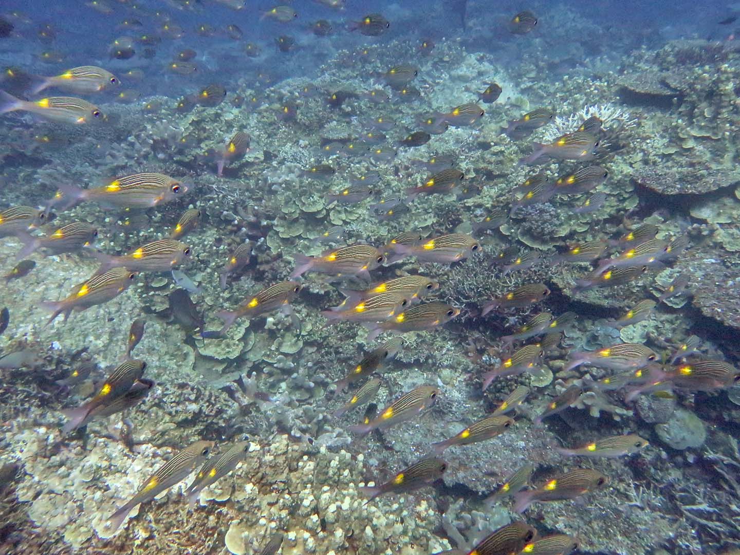 Apo Reef yellow spotted fish