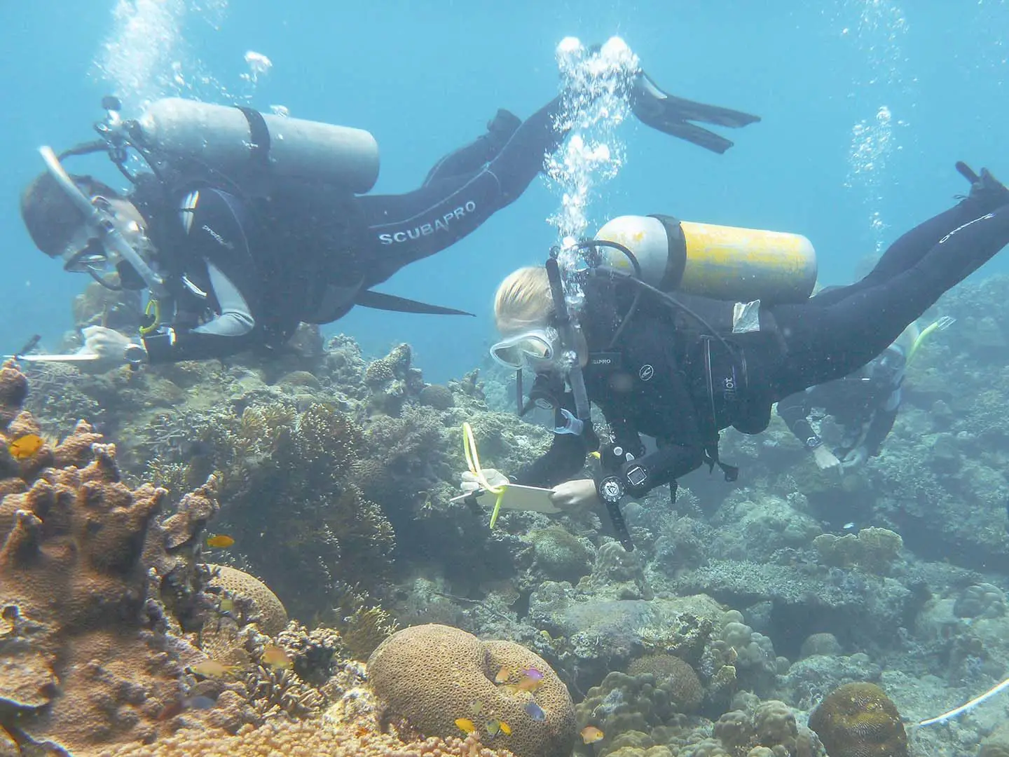 Learn scuba diving through an NGO