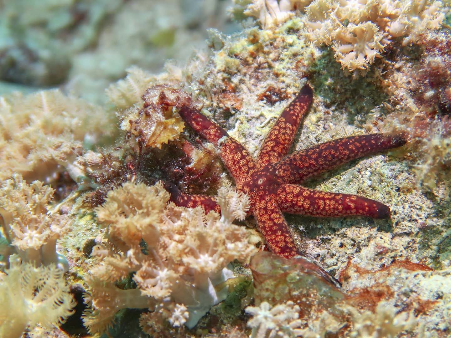 Sustainable travel tip: do not touch marine animals like starfishes