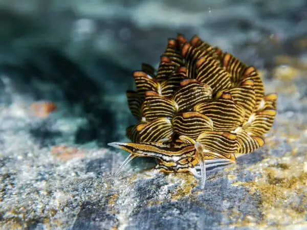 Cyere nigra nudibranch in Romblon, Philippines