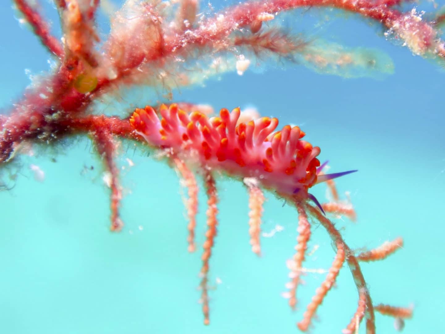 Flabellina Nudibranch in Romblon, Philippines