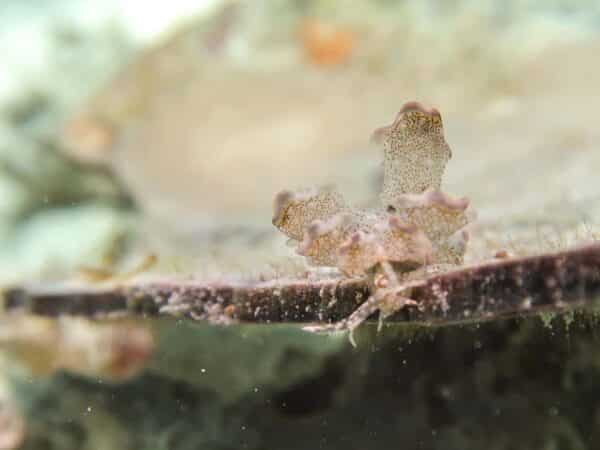 spotted while scuba diving in Romblon, Philippines