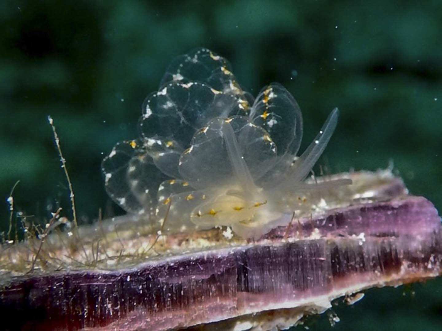 Cyerce elegans nudibranch spotted while scuba diving in Romblon, Philippines