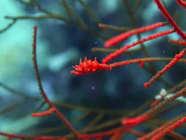 Dragon shrimp Miropandalus hardingi found while scuba diving in Romblon