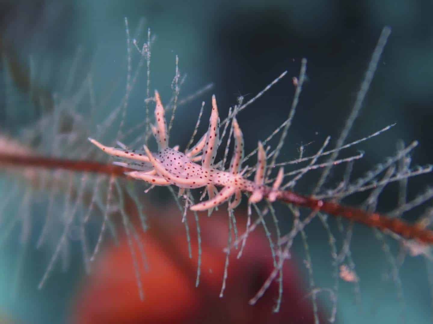 Scuba Diving Romblon: The Philippines' Underwater Macro Paradise 36 Romblon nudibranch on coral