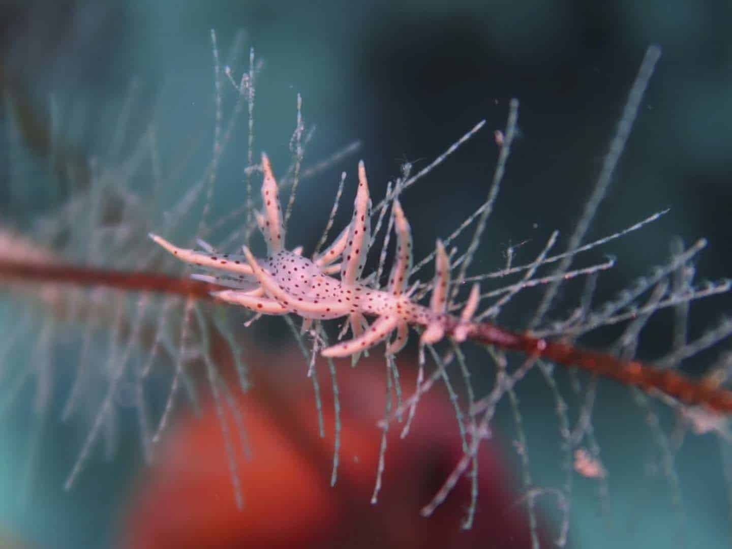 Romblon nudibranch on coral