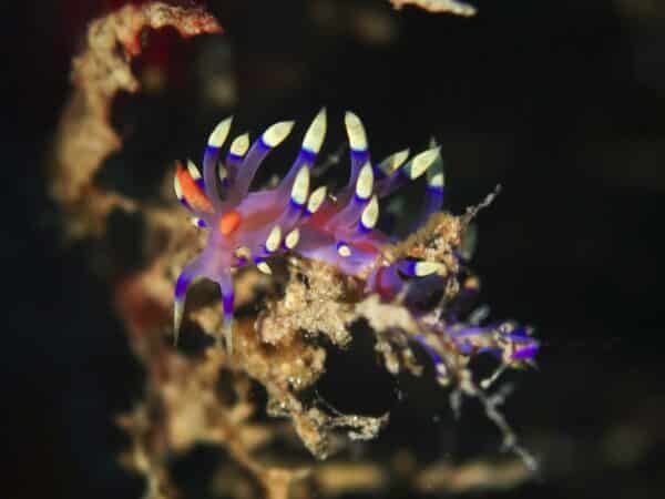purple flabelina, sea slug in romblon, philippines