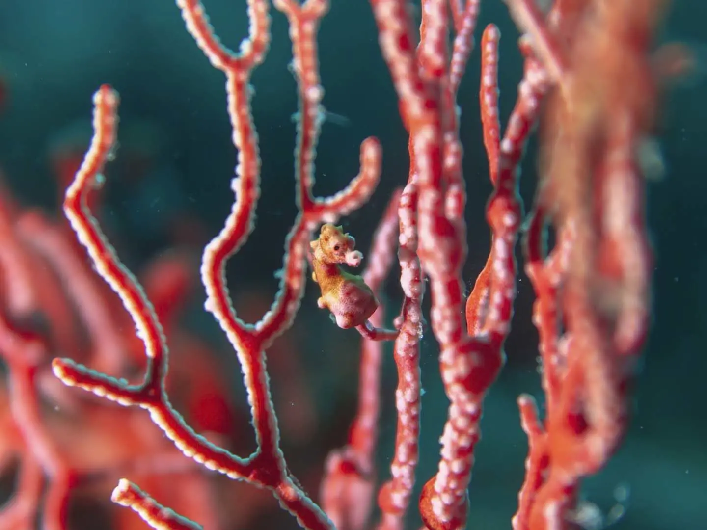 Bargibanti pygmy seahorse found on a sea fan while scuba diving in Romblon, Philippines