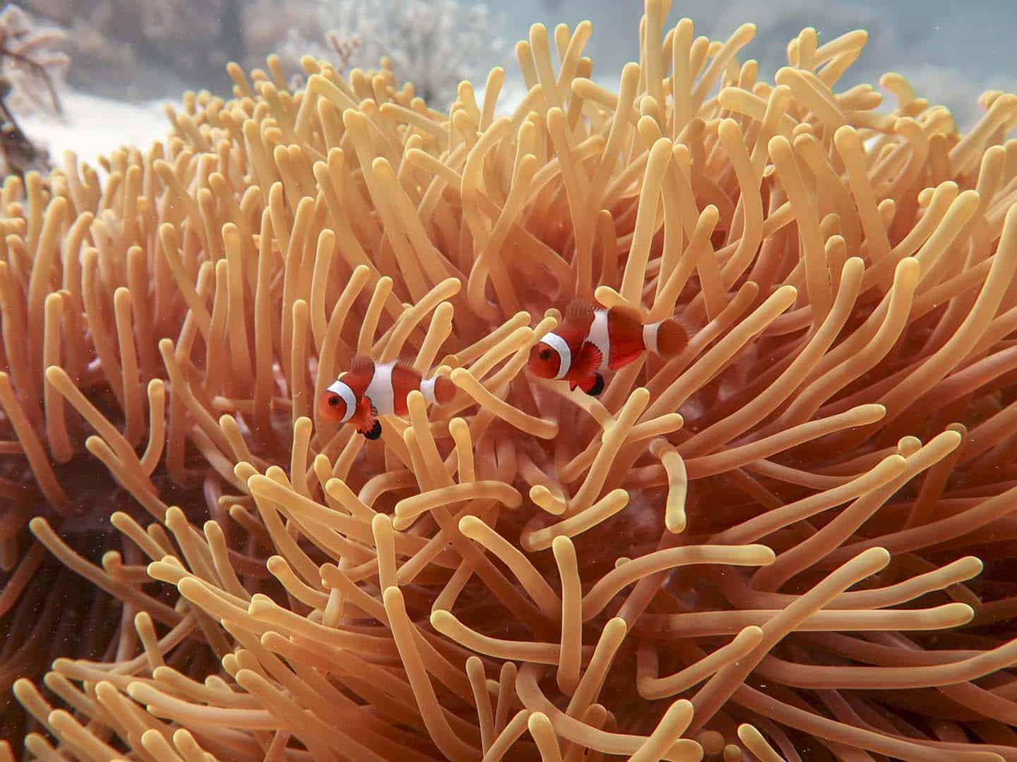 Clownfish and anemone Caluya Island