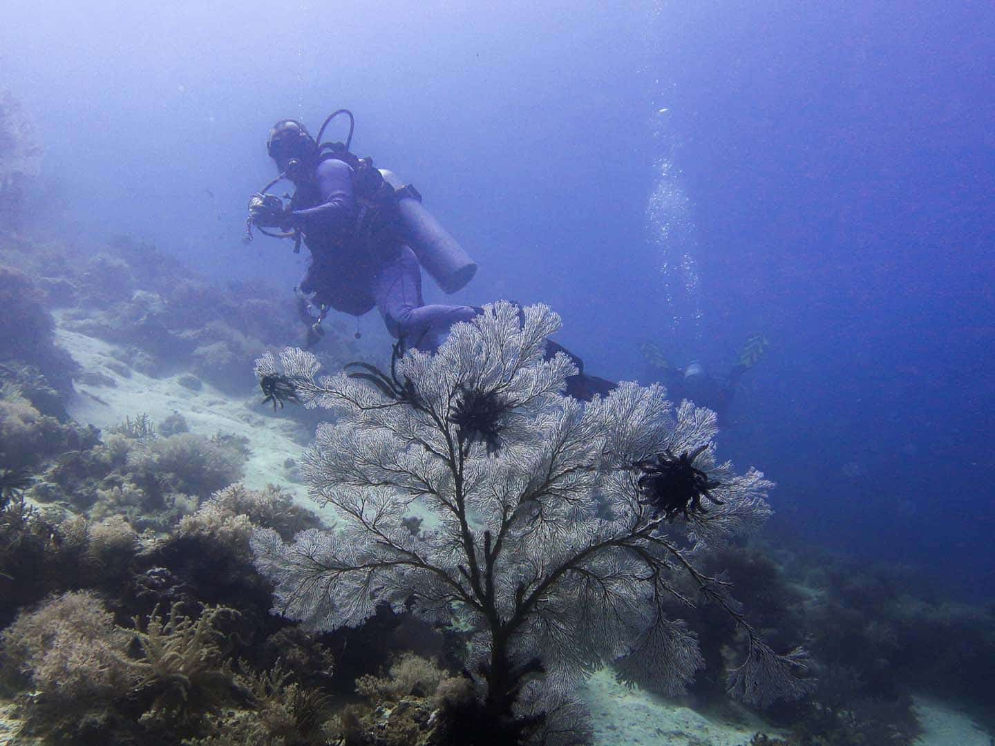 Scuba diving in Caluya Island, Antique with Roli Meier