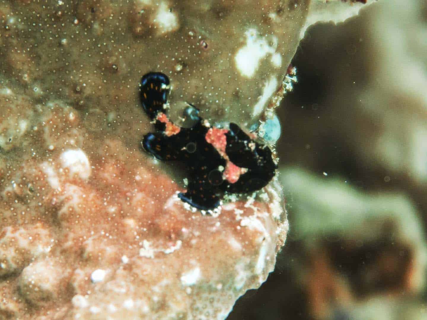 baby frogfish spotted while scuba diving in Caluya, Antique