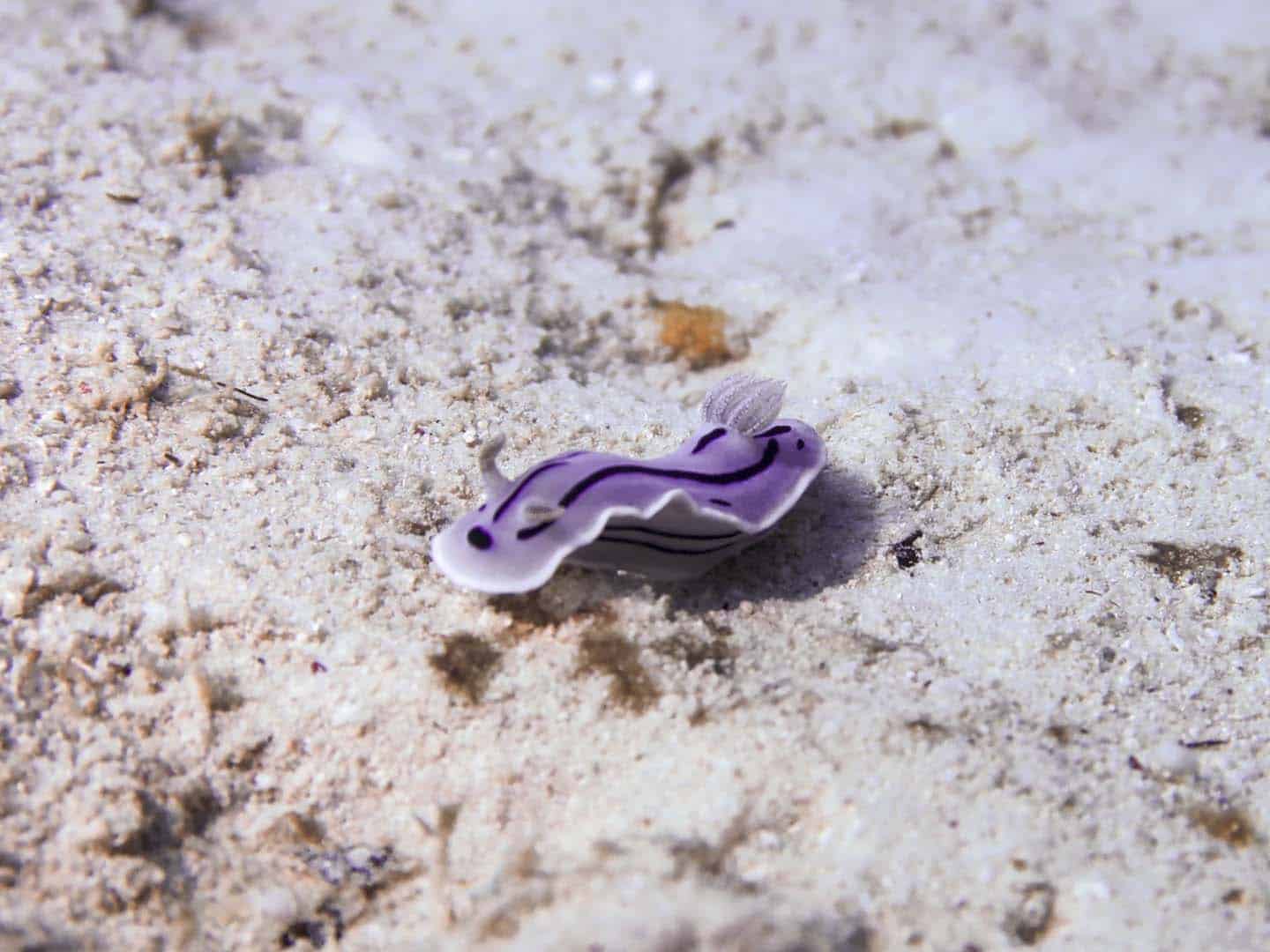 Chromodoris willani on a sandy bottom spotted while scuba diving in Caluya Island, Antique