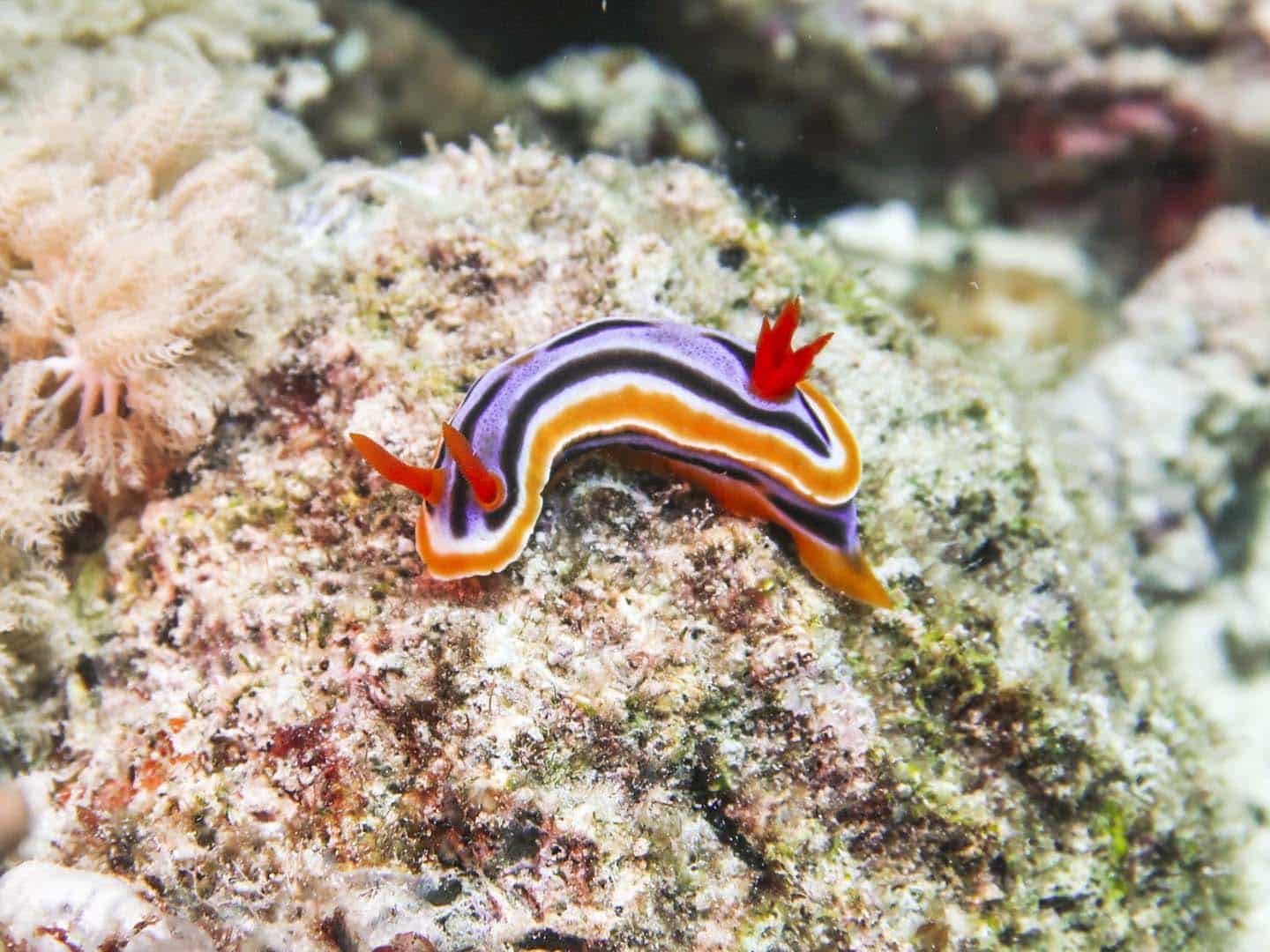 scuba diving in caluya antique- Chromodoris nudibranch