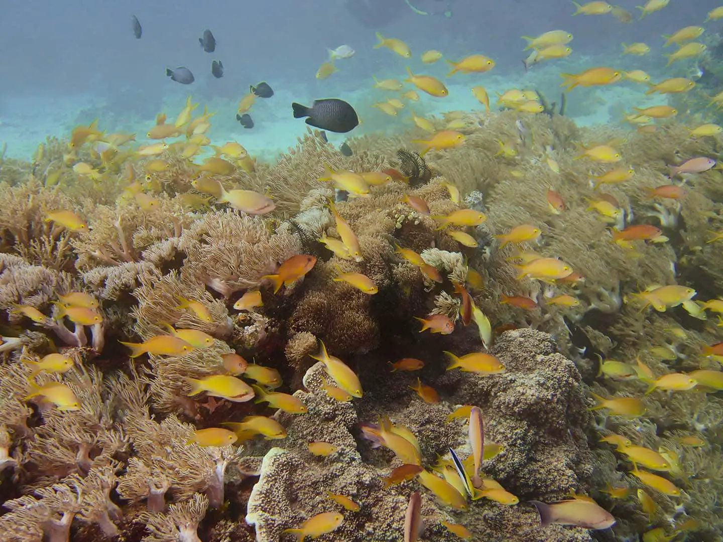 Yellow orange chromis swimming on soft corals in Caluya, Antique