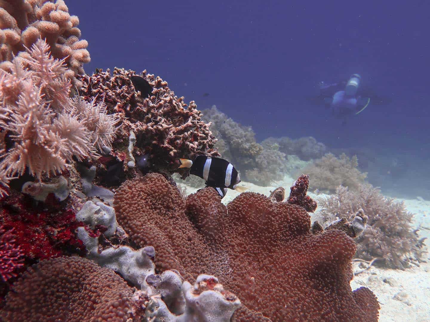 Scuba diving in Caluya Island, Antique