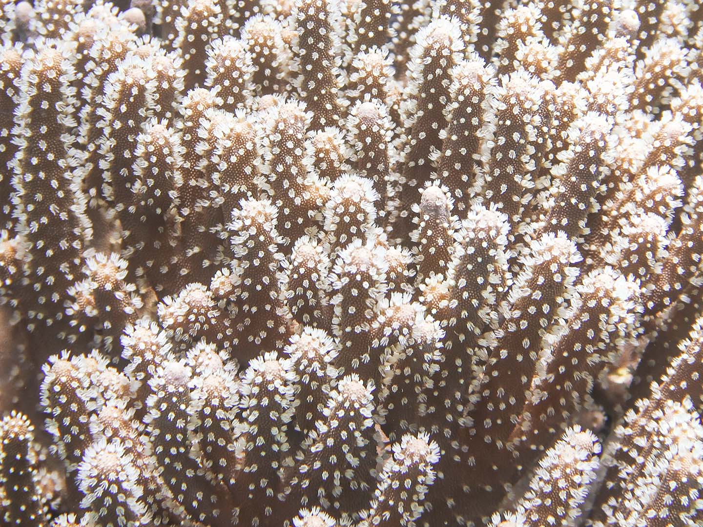 Coral polyps