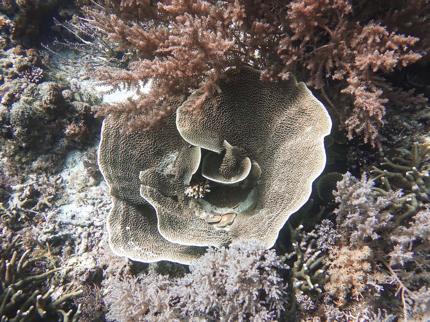 Coral sands dive site in Caluya