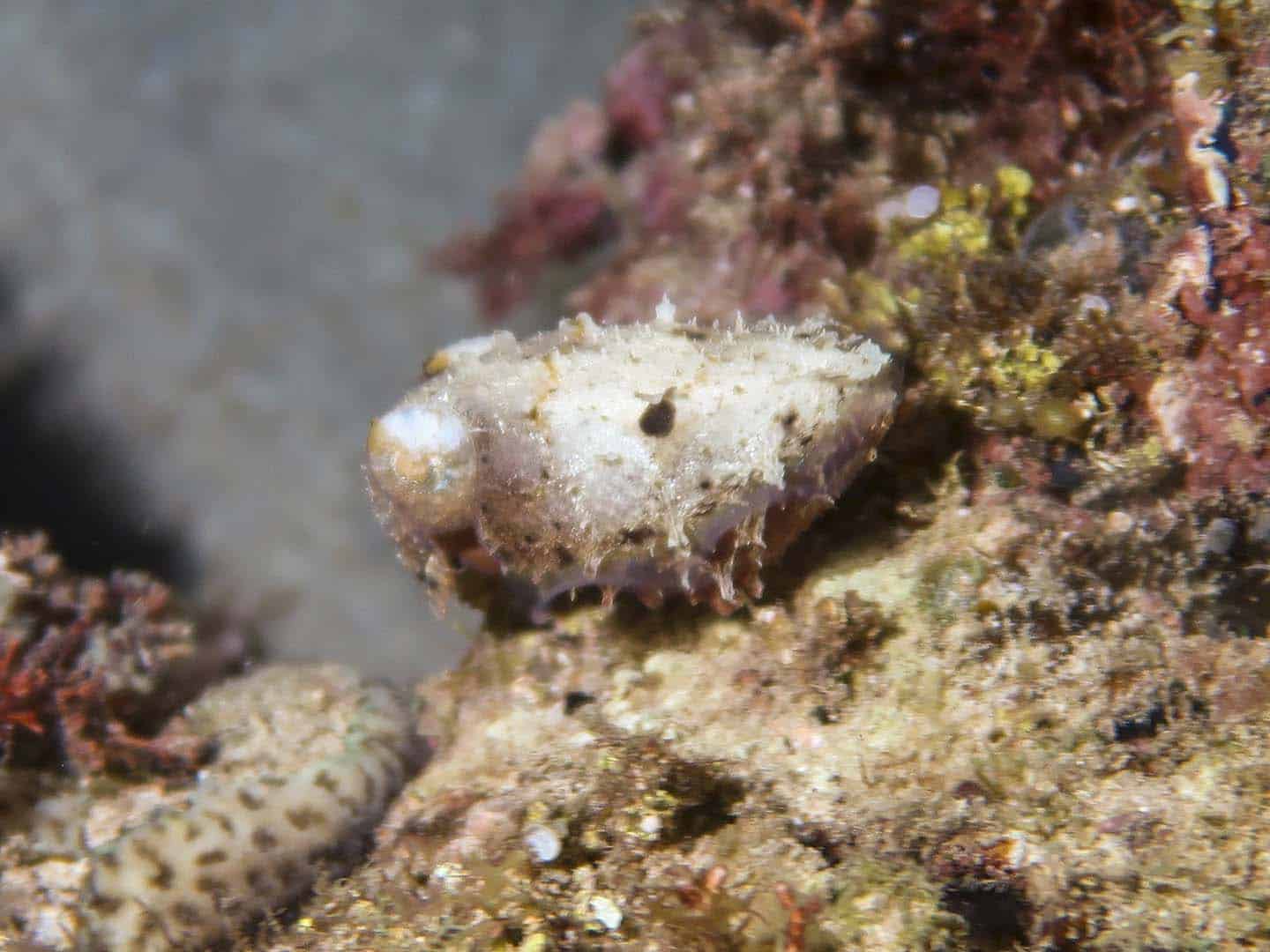 Cuttlefish in Antique