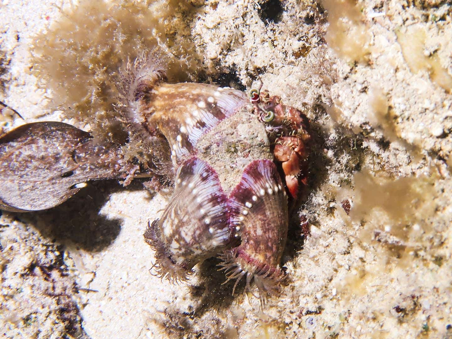 Decorator crab in a night dive