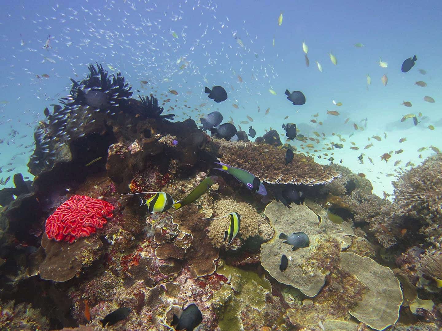 Scuba Diving in Caluya, Antique- Napai dive site coral reef