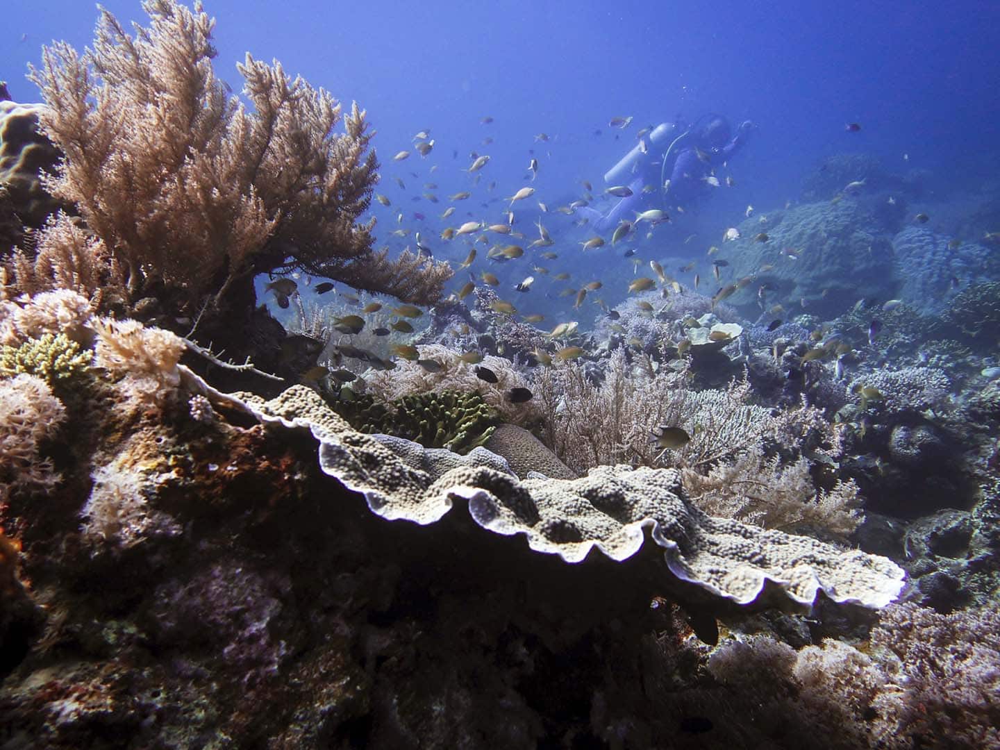 Exploring the underwater world of Antique