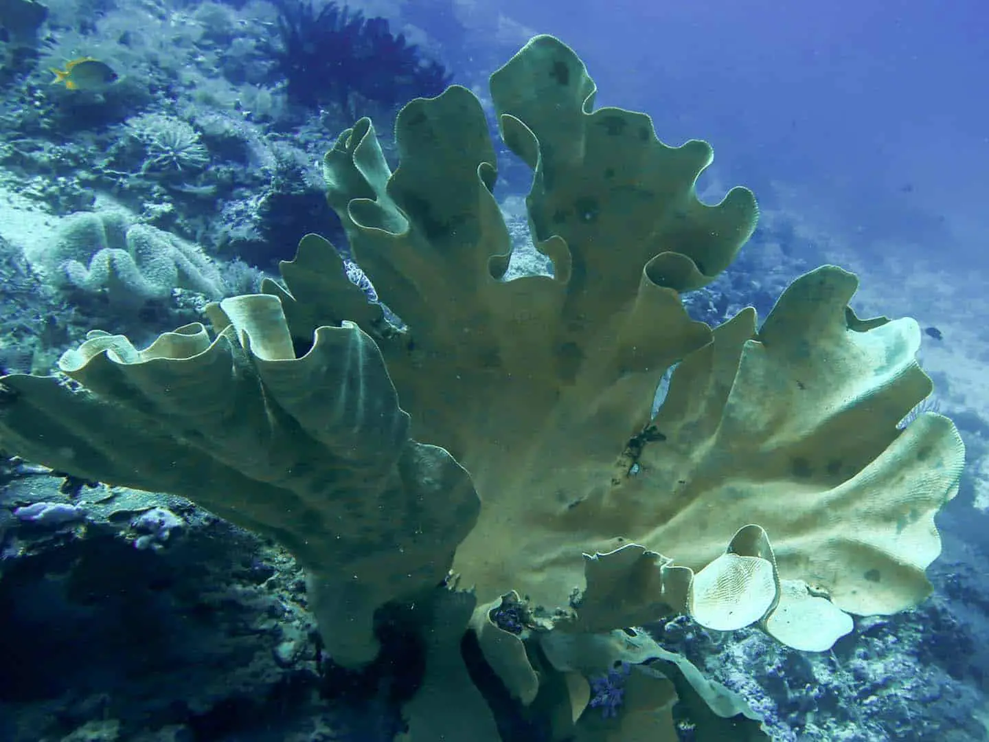 Green "leafy" corals