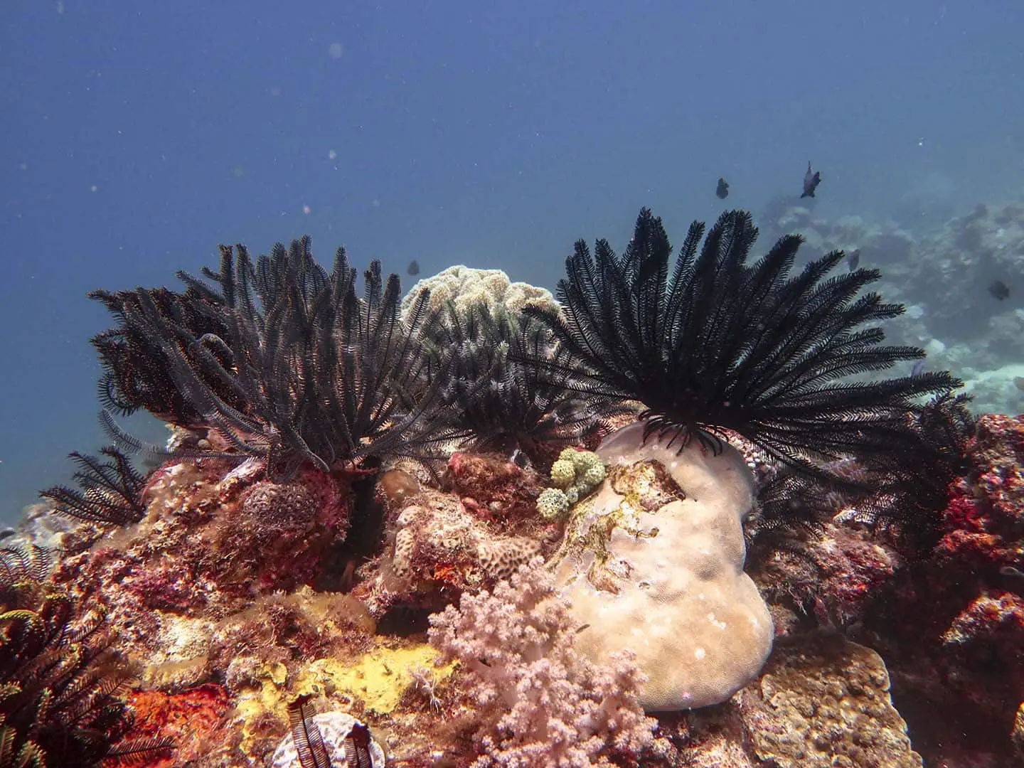 scuba diving in caluya antique- Reef diversity in bearded rocks dive site in Caluya, Antique