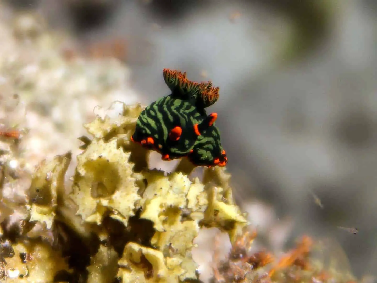 Nembrotha kubaryana- Black, green and orange nudibranch